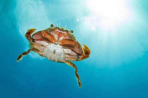 Henslow's crab