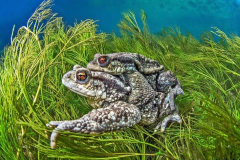 Mating Common toads