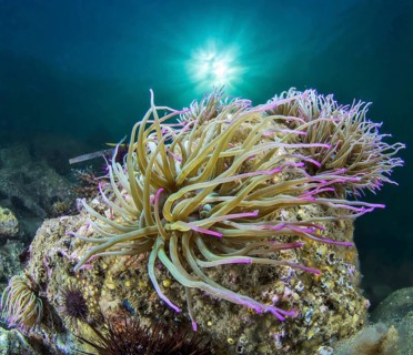 Opelet anemone