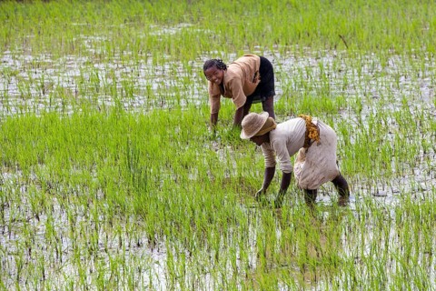 Women workers working in the rice field