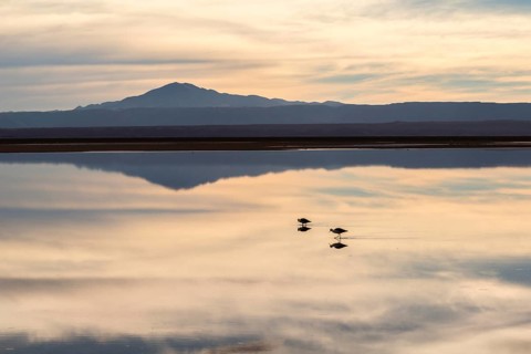 Andean avocet