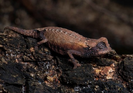 Decary's leaf chameleon