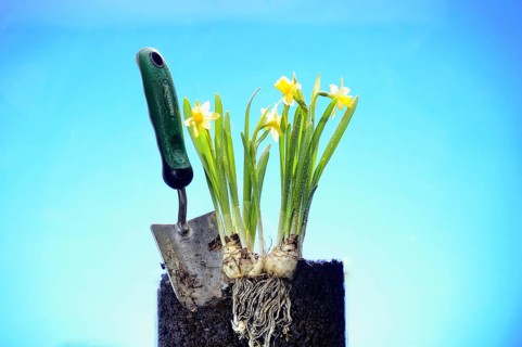 Daffodils
