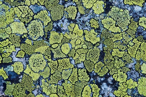 Map lichen