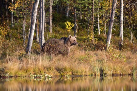 Brown bear
