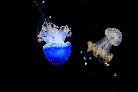 Australian spotted jellyfish