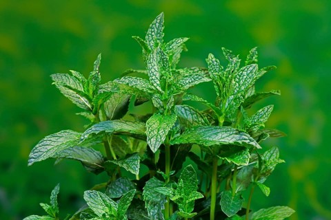 Curled mint