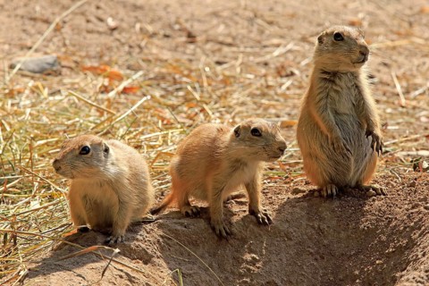 Black-tailed Prairie Dog
