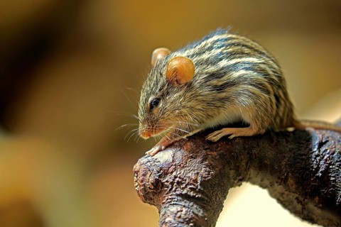 Striped mouse