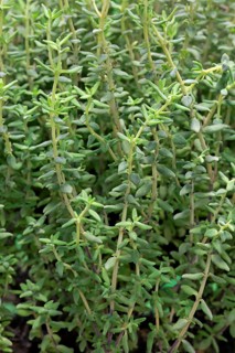 Common Thyme