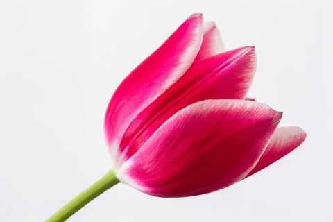 Tulip