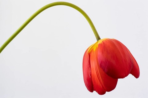 Tulip
