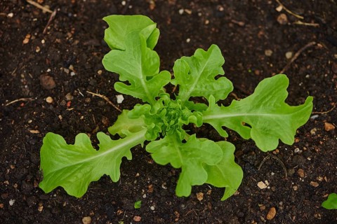 Lettuce