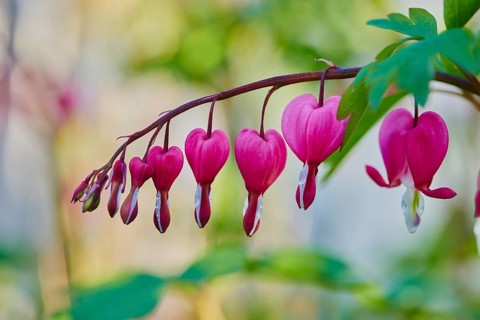 Bleeding heart or Asian bleeding-heart