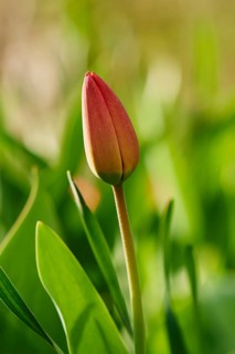 Red tulips