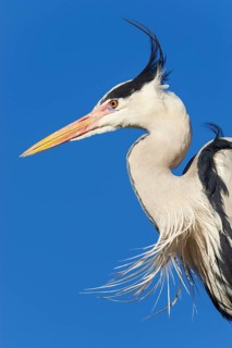 Grey heron
