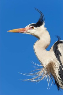 Grey heron