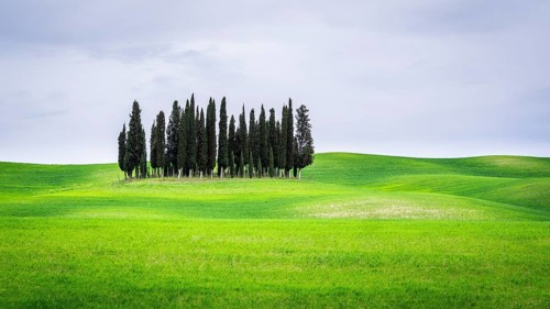 Group of trees Cypresses