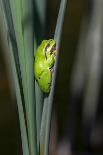 European tree frog