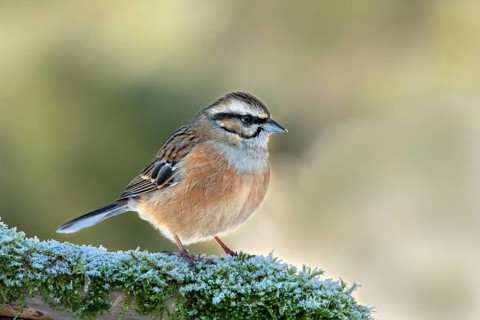 Rock Bunting