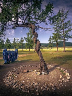 Siberian larch