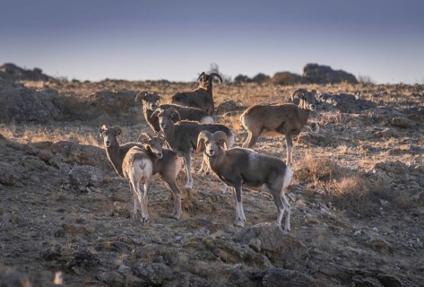 Herd with Mongolian Bighorn sheep