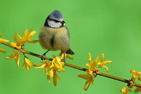 Blue tit