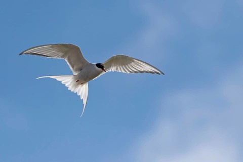 Arctic tern