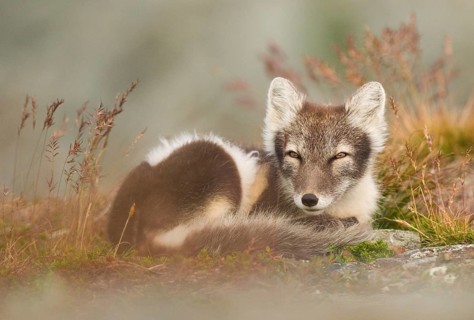 Arctic fox