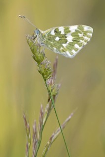 Eastern Bath White