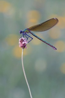 Beautiful demoiselle