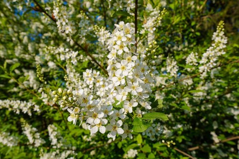 European Bird Cherry
