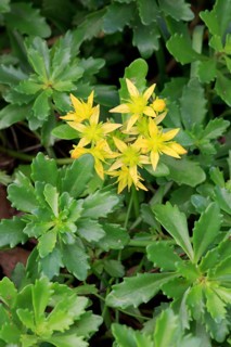 Kamschatka stonecrop