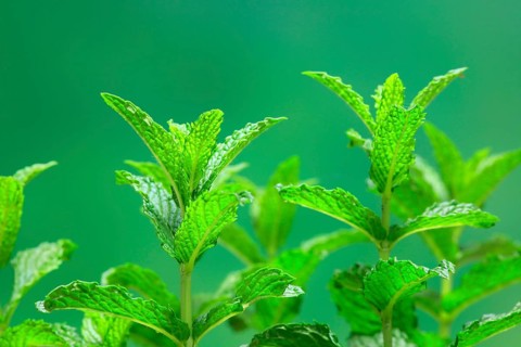 Curled mint
