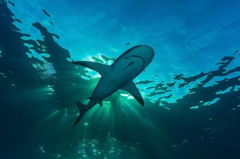 Blacktip shark
