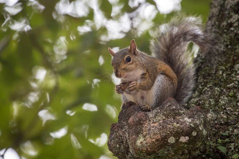 Eastern gray squirrel