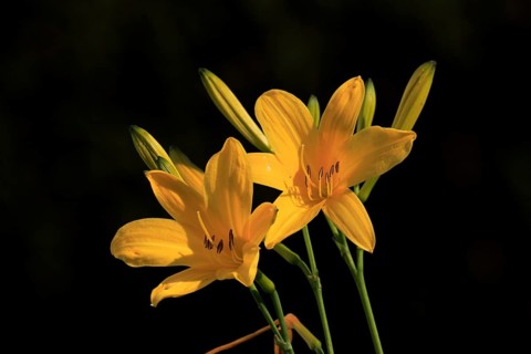 Yellow daylily