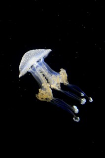 Australian spotted jellyfish