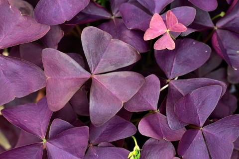 Purple Sorrel
