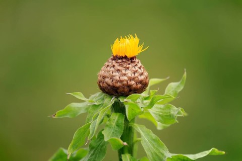 Globe knapweed