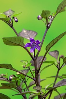 Capsicum frutescens