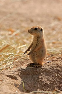 Black-tailed Prairie Dog