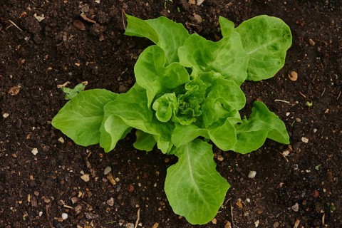 Lettuce