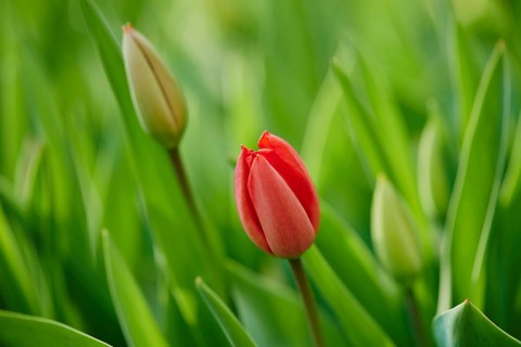 Red tulips