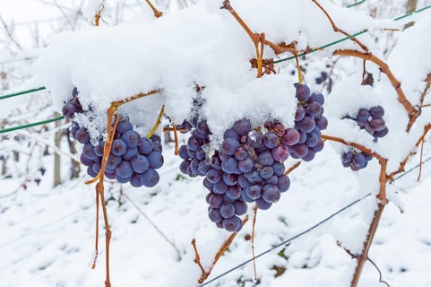 Trollinger grapes covered with snow