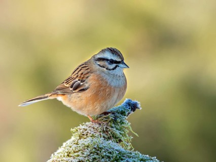 Rock Bunting