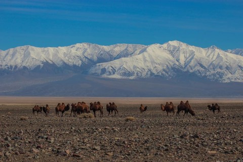 Bactrian camels