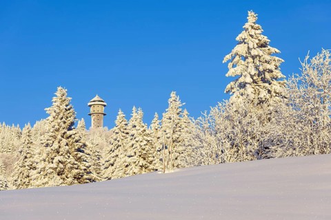 Snow-covered fir trees with Feldberg tower