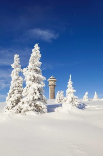 Snow-covered fir trees with Feldberg tower