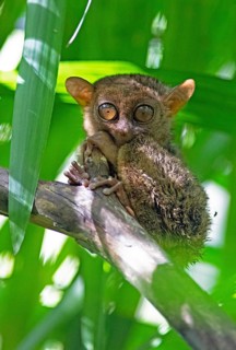 Philippine tarsier